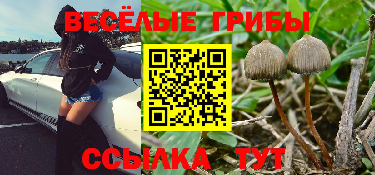 Псилоцибиновые грибы прущие грибы Печора